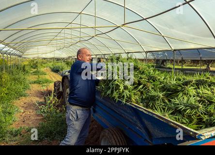 Farmer Worker che raccoglie marijuana, mette piante tagliate sul tracker. Cannabis Sativa biologica Foto Stock