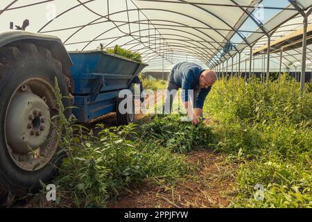 Farmer Worker che raccoglie marijuana, mette piante tagliate sul tracker. Cannabis Sativa biologica Foto Stock