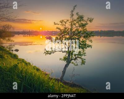 Tramonto sul lago con un unico albero sulla riva. Il vivace tramonto si riflette nella calma acqua dello stagno. Idilliaco paesaggio primaverile Foto Stock