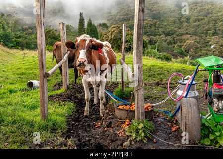 mungere le mucche con l'aiuto della tecnologia nel cortile dell'azienda agricola Foto Stock