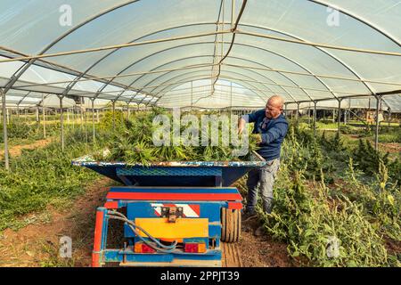 Farmer Worker che raccoglie marijuana, mette piante tagliate sul tracker. Cannabis Sativa biologica Foto Stock