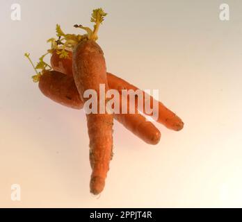 L'alimento è tutta la sostanza consumata da un organismo per il supporto nutrizionale. Il cibo è di solito di origine vegetale, animale o fungina, e contiene noce essenziale Foto Stock