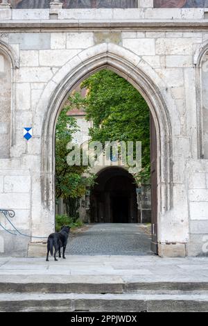 Giovane cane che aspetta a un cancello a Ratisbona il suo padrone Foto Stock