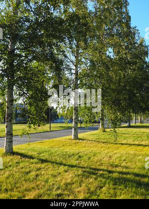 Betulle verdi vicino a Piazza Kirov Kirovan lagevo Kirovin aukio. Il centro città di Petrozavodsk. La capitale della Carelia. Luogo per i principali eventi e celebrazioni della città, 3 agosto 2022 teatro finlandese Foto Stock