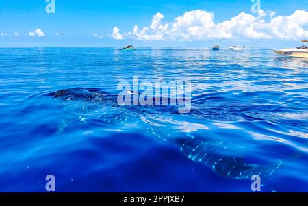 L'enorme squalo balena nuota sulla superficie dell'acqua di Cancun Messico. Foto Stock