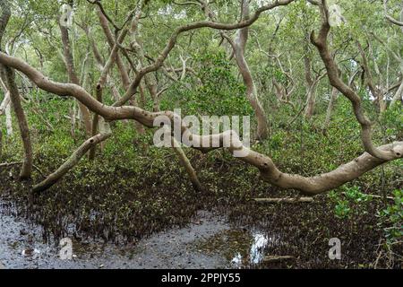 Foresta di mangrovie con un mix di alberi giovani e vecchi. Ramo ritorto in primo piano. Wynnum North Mangrove Circuit, Queensland, Australia Foto Stock