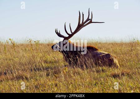 Un impressionante alce di toro maturo in piedi in una radura erbosa, che mostra le sue formiche impressionanti. Foto Stock