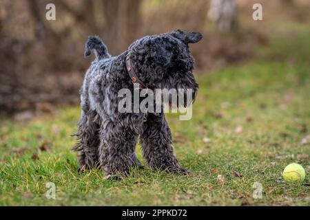 un cane con una palla da tennis gioca nel prato, piccolo schnauzer nero Foto Stock