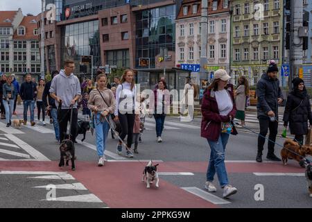 Wroclaw, Wroclaw, Polonia. 5 ottobre 2023. I primi autobus del marchio  ungherese ''Ikarus'' sono apparsi per le strade di WrocÅ‚aw 42 anni fa. Il  5 ottobre 2023, una delle copie appartenenti al