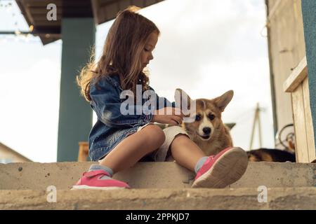 Vista laterale di una graziosa bambina con capelli lunghi che indossa una giacca in denim, accarezzare e accarezzare la pelliccia di corgi gallesi pembroke. Foto Stock