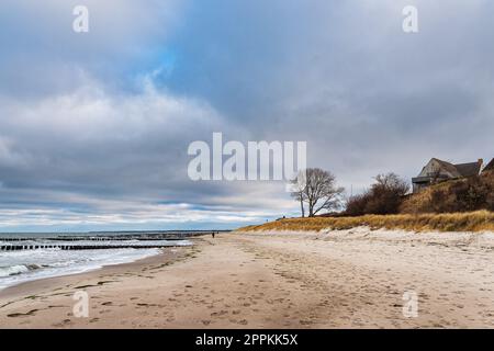 Groynes, albero e duna sulla riva del Mar Baltico ad Ahrenshoop, Germania Foto Stock