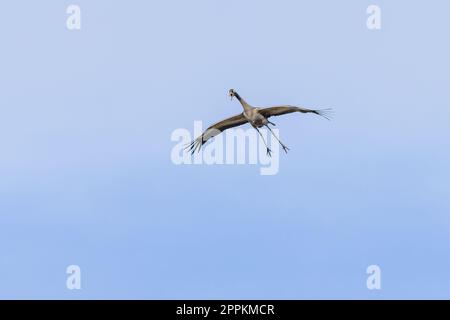 La gru comune, un grande uccello grigio, volando con becco aperto. Giornata primaverile soleggiata. Cielo blu chiaro sullo sfondo. Foto Stock