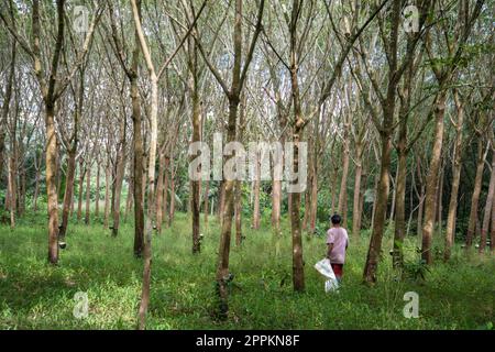 THAILANDIA PRACHUAP BANG SAPHAN ALBERO DI GOMMA Foto Stock