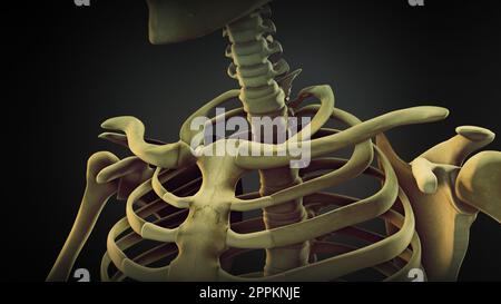 Anatomia ossea della spalla dello scheletro umano Foto Stock
