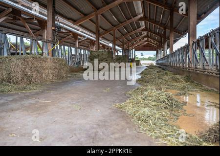 cappottatura vuota senza mucche in una fattoria, spazi separati per la recinzione di metallo delle mucche, fieno di fronte Foto Stock