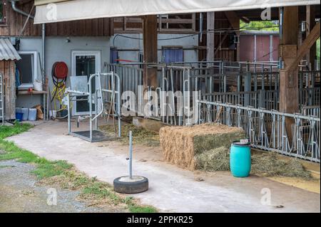 stalla senza mucche in una fattoria, spazi separati per il recinto di metallo delle mucche Foto Stock