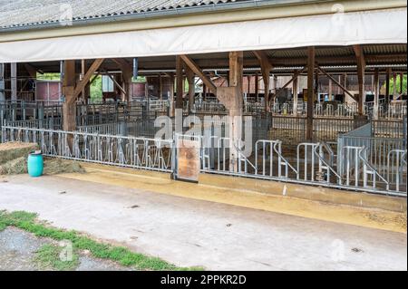 stalla senza mucche in una fattoria, spazi separati per il recinto di metallo delle mucche Foto Stock