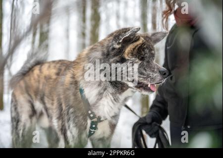 Akita inu cane con pelliccia grigia e arancione è in piedi accanto al suo padrone femminile con capelli ricci marrone durante l'inverno con foresta e neve sullo sfondo Foto Stock