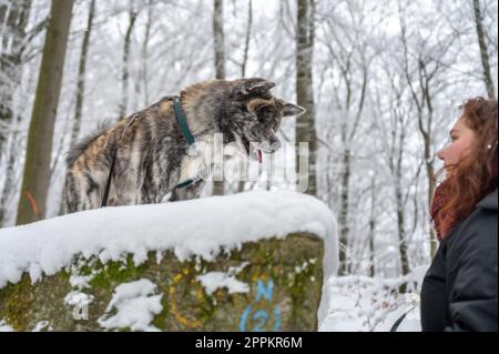 Cane Akita inu con pelliccia grigia in piedi su una roccia nella foresta durante l'inverno con molta neve Foto Stock