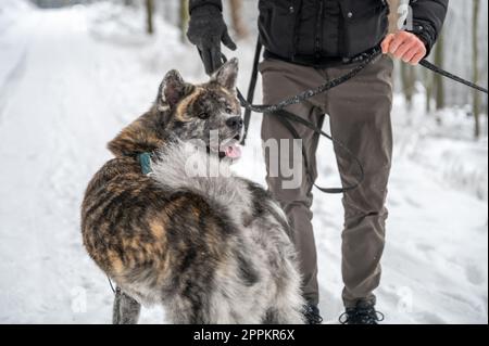 Akita inu con pelliccia grigia è felice di camminare attraverso la foresta durante l'inverno con la neve, maestro maschile è in piedi accanto al cane Foto Stock