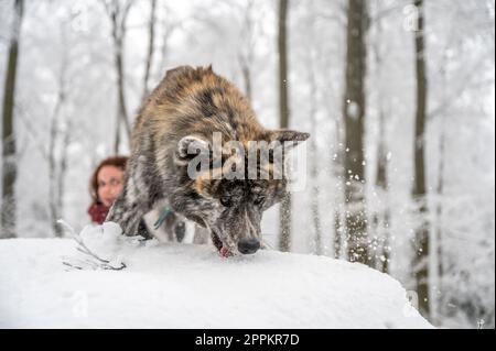 Il cane Akita inu con pelliccia grigia e arancione si arrampica su una roccia nella foresta durante l'inverno con molta neve, padrona femminile con capelli ricci marroni sullo sfondo Foto Stock