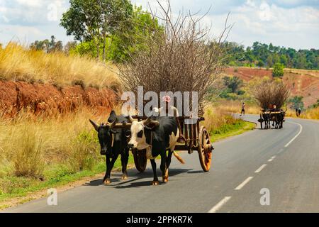 Tradizionale carrozza zebu sulla strada. Lo zebu è ampiamente usato come animale di progetto in Madagascar. Foto Stock
