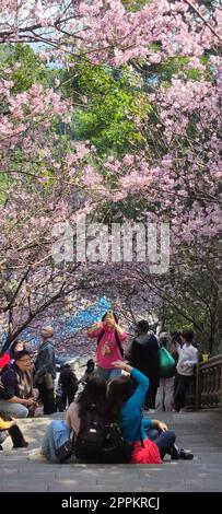 Bishanyan Cherry Blossom Tunnel, Taipei City, Taiwan Foto Stock