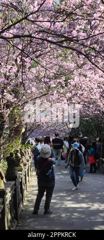 Bishanyan Cherry Blossom Tunnel, Taipei City, Taiwan Foto Stock