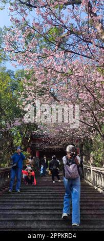 Bishanyan Cherry Blossom Tunnel, Taipei City, Taiwan Foto Stock