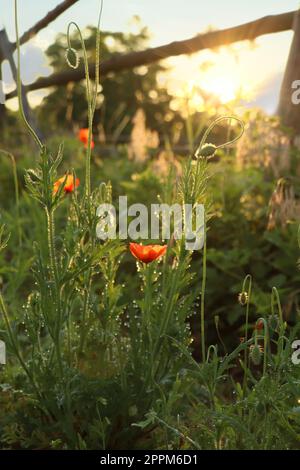 Piante di papavero rosso coperte di gocce di rugiada all'aperto di mattina Foto Stock