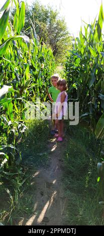 Bambini nel mais. Un ragazzo e una ragazza di 6 e 7 anni camminano lungo il sentiero tra alte piante di mais. Giocare sul campo. Guardando la telecamera. Ora legale. Bambini con capelli biondi. Foto Stock