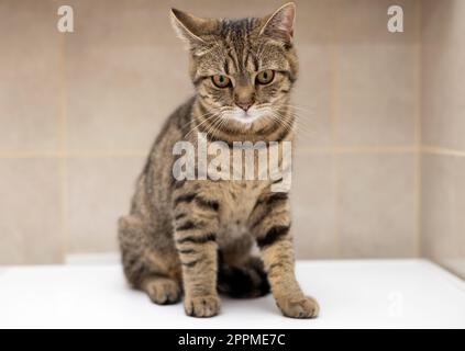 ritratto di carino gatto kitty femmina tabby in bagno Foto Stock