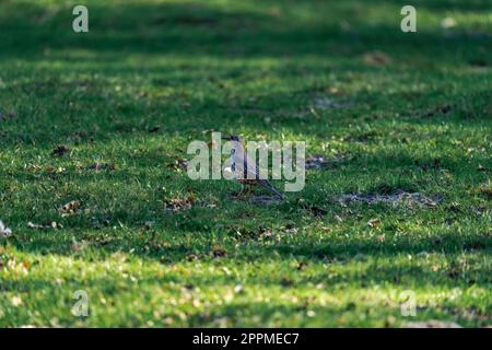 Mistle thrush seduto sull'erba Foto Stock