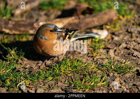 Chaffinch comune seduto a terra al sole Foto Stock