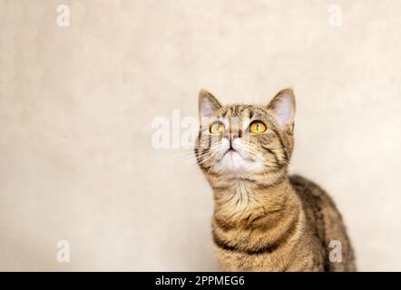 ritratto di carino gatto kitty femmina tabby in bagno Foto Stock