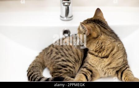 ritratto di carino gatto kitty femmina tabby in bagno Foto Stock