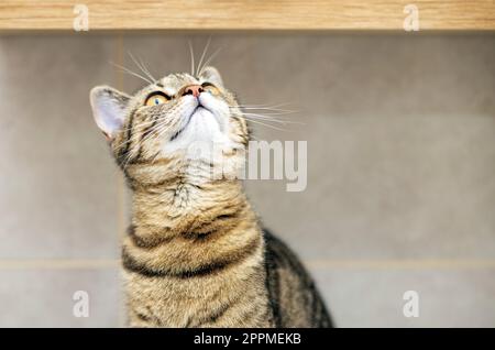 ritratto di carino gatto kitty femmina tabby in bagno Foto Stock