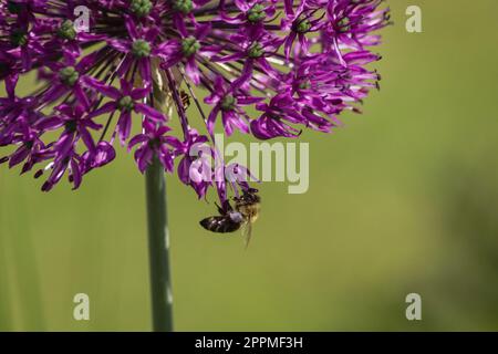 Primo piano dell'impollinazione dell'ape sul fiore viola Foto Stock
