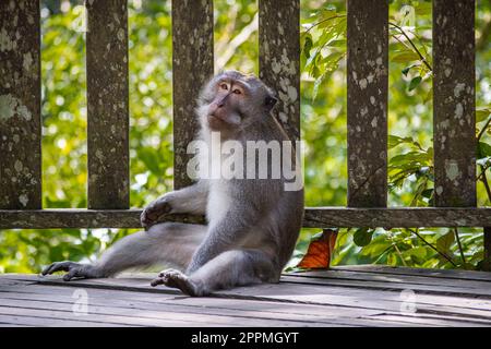 Un macaco dalla coda lunga siede a terra Foto Stock