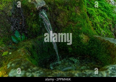 sorgente di acqua cristallina e fresca ricoperta di muschio verde e felci Foto Stock