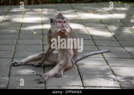 Un giovane macaco dalla coda lunga siede a terra Foto Stock