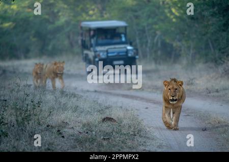 I Lions camminano lungo la carreggiata lontano dal veicolo Foto Stock