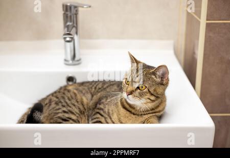 ritratto di carino gatto kitty femmina tabby in bagno Foto Stock