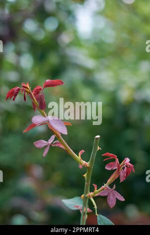 primo piano di germogliare nuova crescita dopo la potatura pianta di rosa, tagliare o tagliare leggermente sopra l'occhio di crescita o germoglio nel ramo, fuoco selettivo Foto Stock