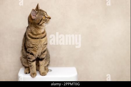 ritratto di carino gatto kitty femmina tabby in bagno Foto Stock