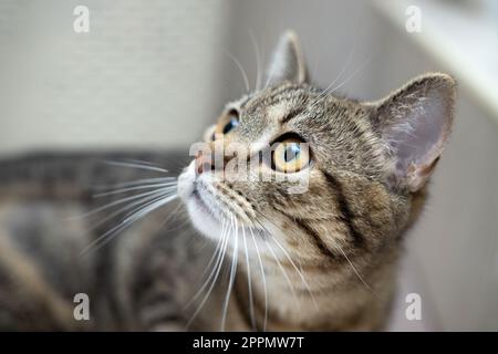 ritratto di carino gatto kitty femmina tabby in bagno Foto Stock