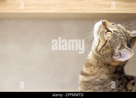 ritratto di carino gatto kitty femmina tabby in bagno Foto Stock