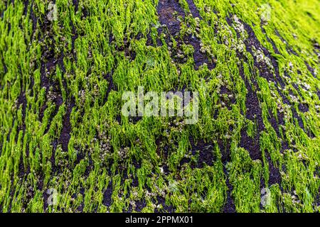 grande masso ricoperto di alghe verdi. Alghe verdi su pietra Foto Stock
