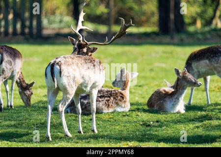 Capriolo maschio graffiando la schiena mentre è circondato da cervi femmina Foto Stock