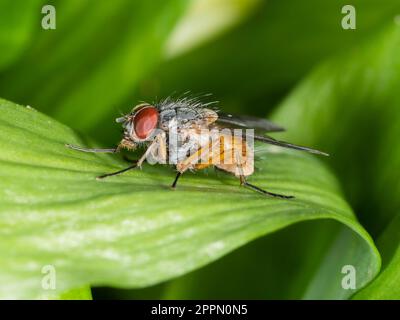 Mosca muscida maschile (housefly), originaria del Regno Unito, specie di bordo boschivo con occhi rossi e addome arancione Foto Stock